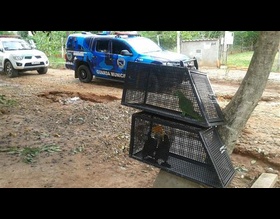 GCM já resgatou 12 animais neste ano