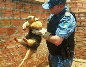 GCM resgata ratão do banhado e tamanduá-mirim