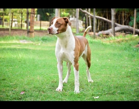 Feirinha de Adoção de cães e gatos será neste domingo, 7