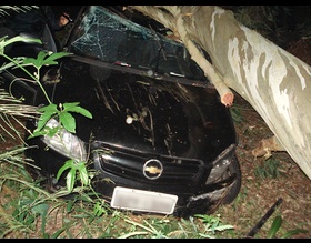 GCM auxilia trânsito após queda de eucalipto