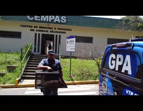 Guarda Civil Municipal encontra veado catingueiro no Jardim Peabiru