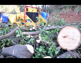 Secretaria do Verde transforma poda de árvore em adubo