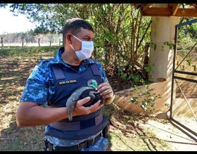 GCM resgata tamanduá bandeira no bairro de Anhumas