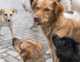 Prefeitura realizará mutirão de castração gratuita para cães