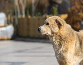 Parque Municipal de Botucatu terá feirinha de adoção de cães no próximo domingo