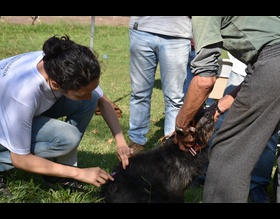 Vacinação antirróbica imunizou mais de 24 mil animais em 2019