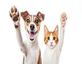 Departamento de Proteção Animal promove Feirinha de Adoção de Cães e Gatos