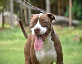 Canil Municipal promove nova Feira de Adoção de cães e gatos neste sábado, 18