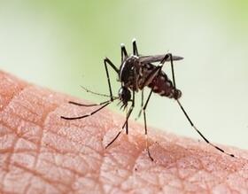 Pesquisa aponta baixa infestação do Aedes aegypti em Botucatu