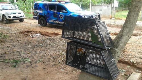 GCM já resgatou 12 animais neste ano