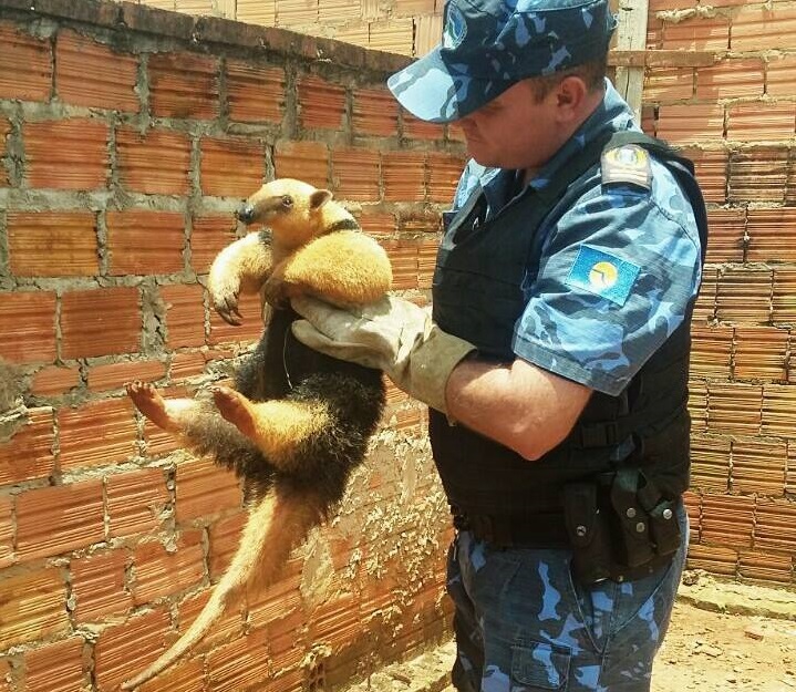 GCM resgata ratão do banhado e tamanduá-mirim