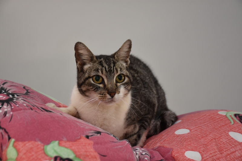 Domingo tem Feirinha de Adoção de Cães e Gatos