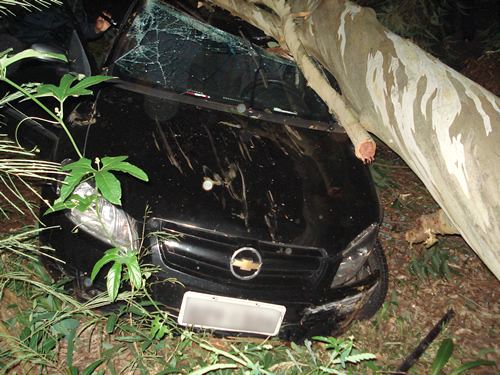 GCM auxilia trânsito após queda de eucalipto