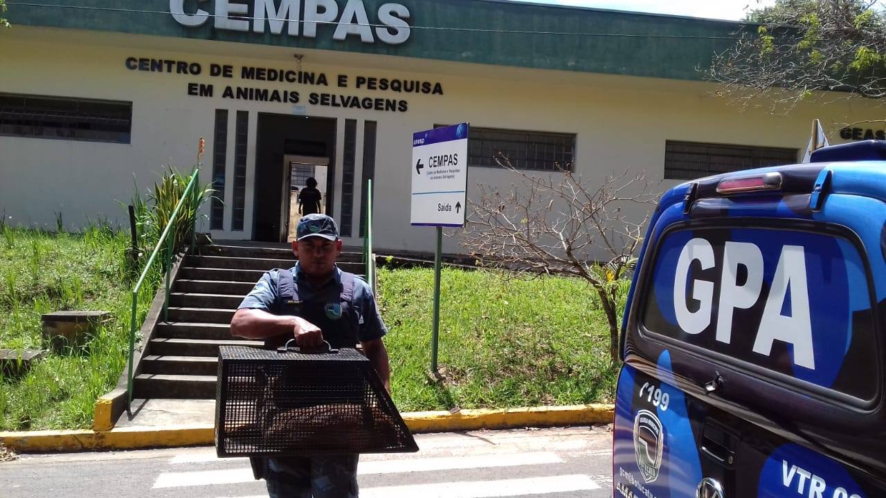Guarda Civil Municipal encontra veado catingueiro no Jardim Peabiru