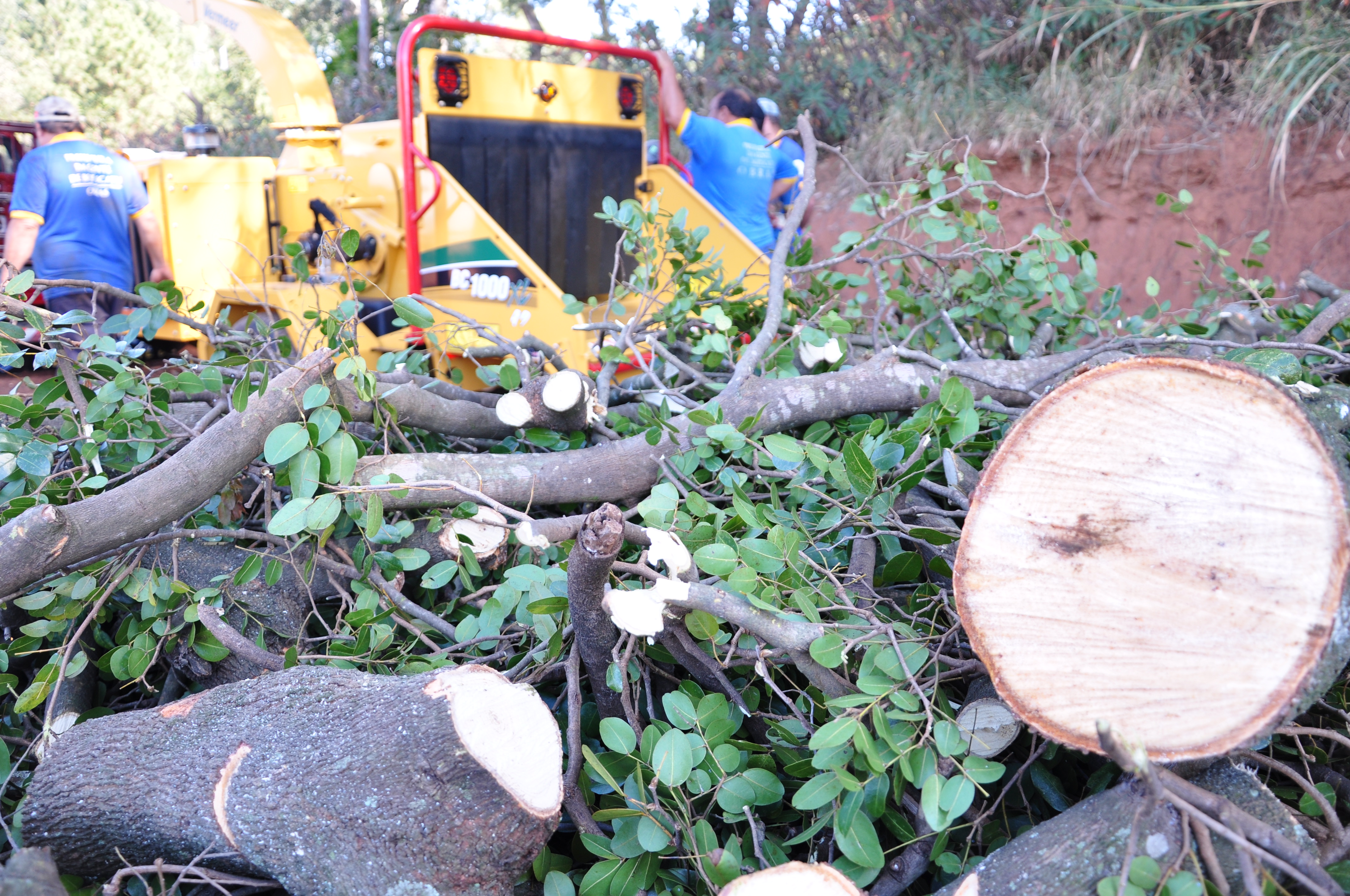 Secretaria do Verde transforma poda de árvore em adubo