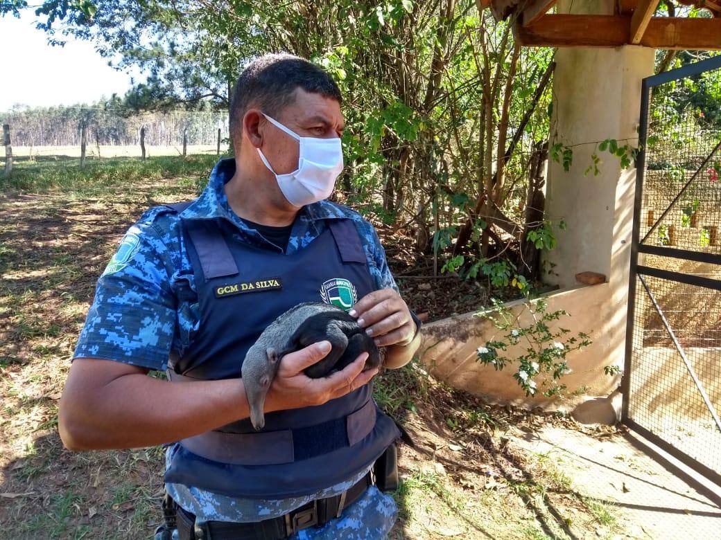 GCM resgata tamanduá bandeira no bairro de Anhumas