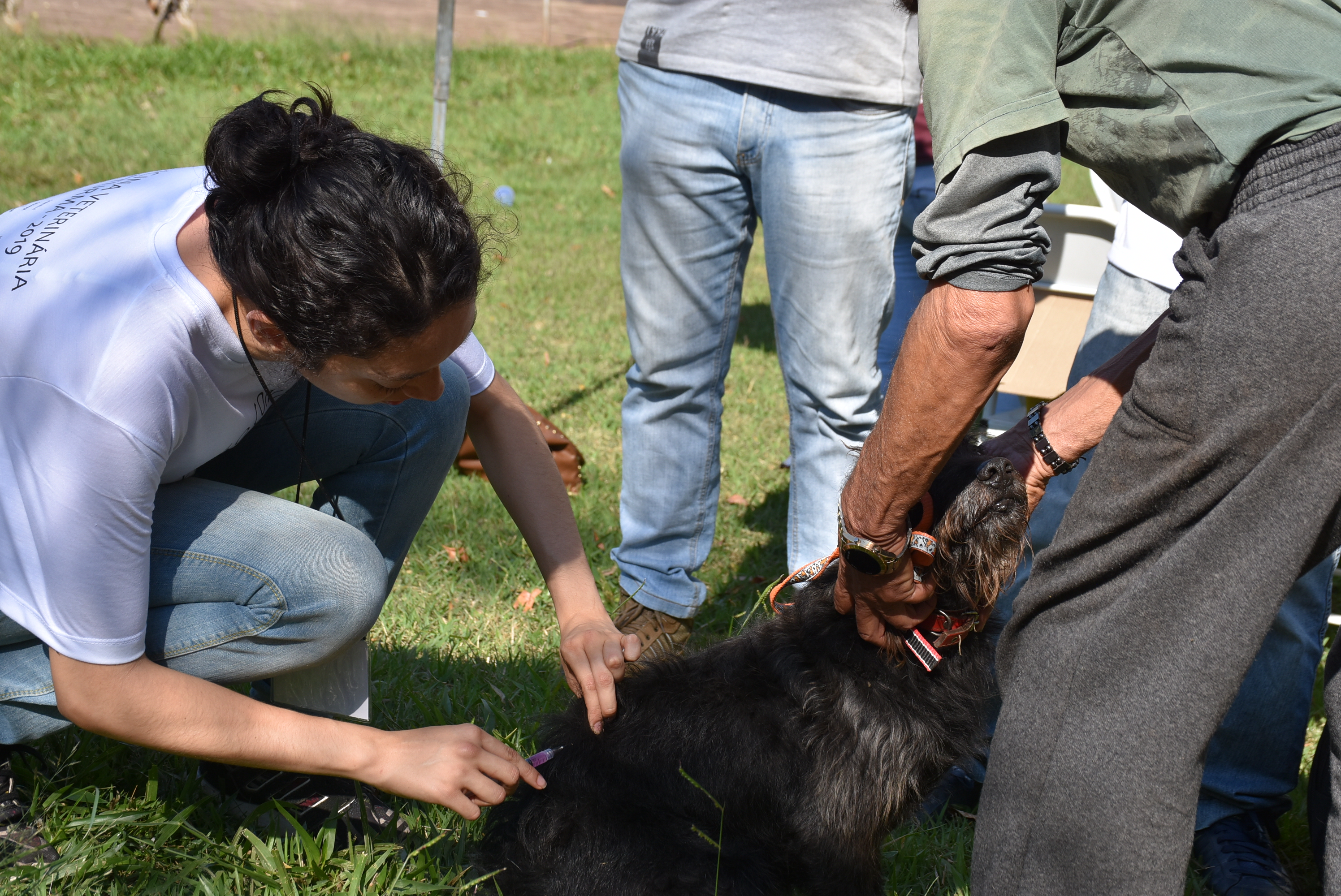 Vacinação antirróbica imunizou mais de 24 mil animais em 2019
